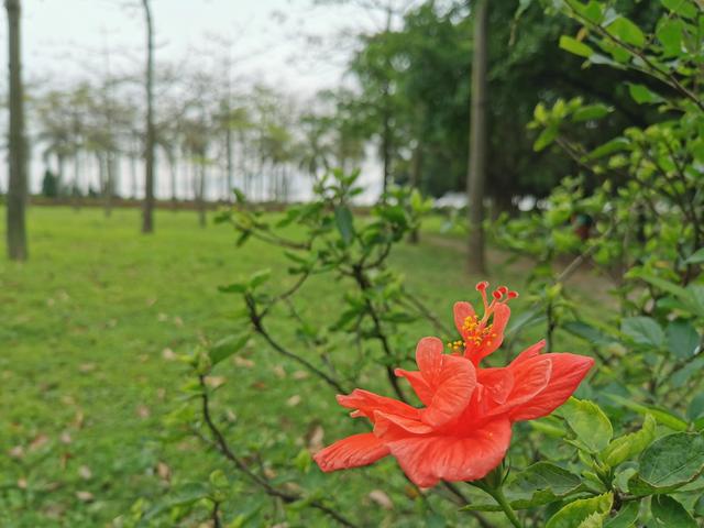 广东东莞旅游必去十大景点（留在东莞过年这15个4A旅游景区）(4)