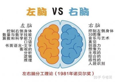 ​左脑控制什么（左脑是控制哪些动作呢）