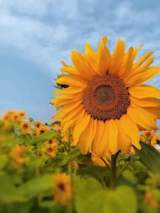 ​太阳花的寓意和象征（太阳花的寓意和象征是什么）