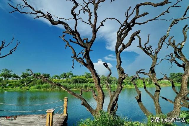 广东有几个湿地公园（广东的湿地公园盘点）(5)