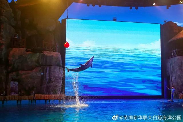 合肥海洋世界旅游攻略（暑假带娃游安徽海洋世界）(6)