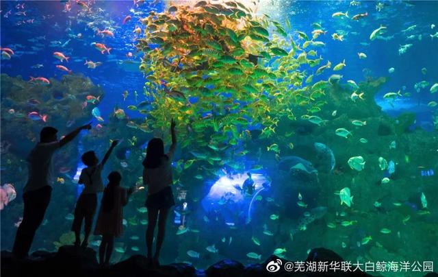 合肥海洋世界旅游攻略（暑假带娃游安徽海洋世界）(2)