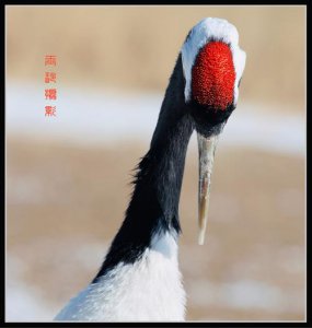 ​丹顶鹤的丹顶指的是什么？（丹顶鹤的丹顶指的是丹顶鹤是什么部位呢）
