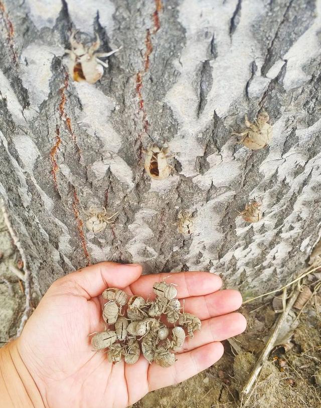 蝉一共有几种种类（常见蝉类大观）(30)