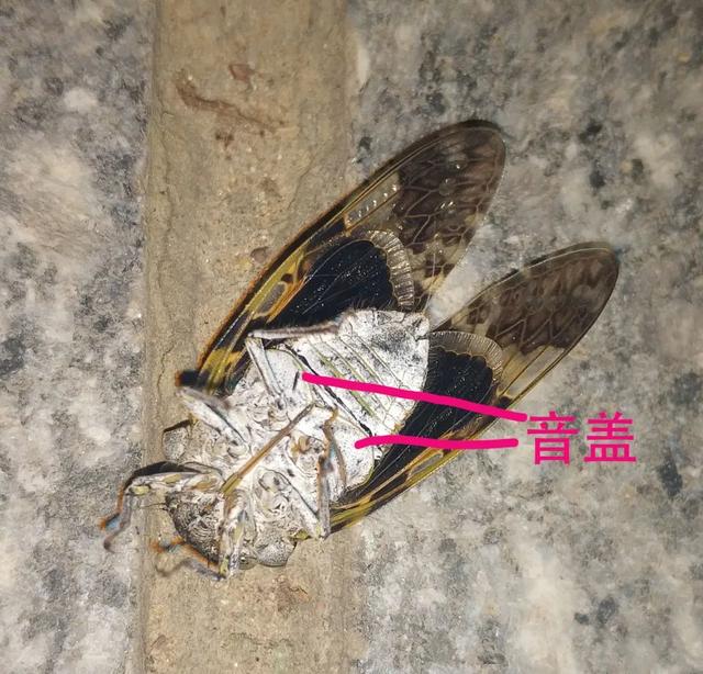 蝉一共有几种种类（常见蝉类大观）(11)