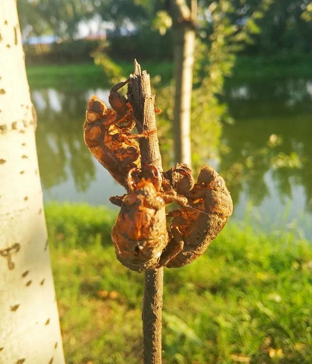 蝉一共有几种种类（常见蝉类大观）(27)