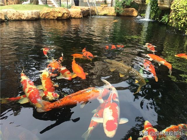 养鱼的10种方法（养鱼这些小知识技巧）(1)