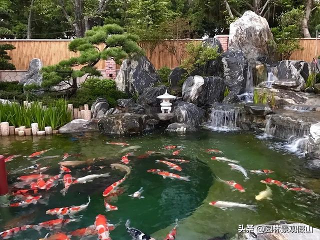 养鱼的10种方法（养鱼这些小知识技巧）(4)