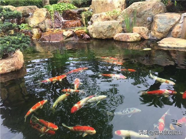 养鱼的10种方法（养鱼这些小知识技巧）(2)