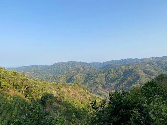 茶对布朗族的意义（布朗族茶事文化）(2)