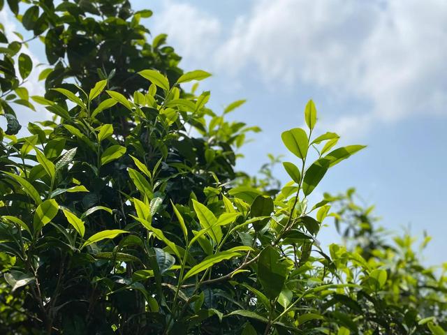 茶对布朗族的意义（布朗族茶事文化）(6)