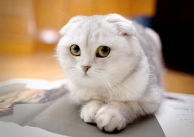 ​猫的寿命最长能活多少年(6种最长寿的猫)