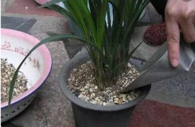 ​施肥是花卉养护中最为关键的一环 四季施肥那些事