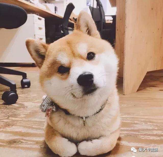 养小柴犬要注意什么（养柴犬需要注意的几点禁忌）(2)
