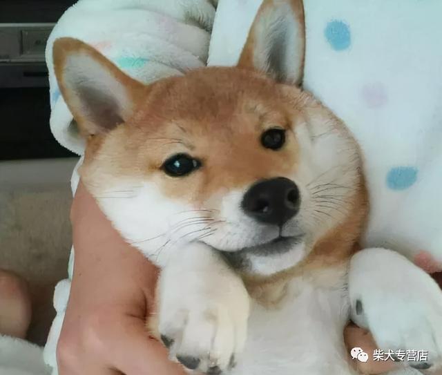 养小柴犬要注意什么（养柴犬需要注意的几点禁忌）(1)