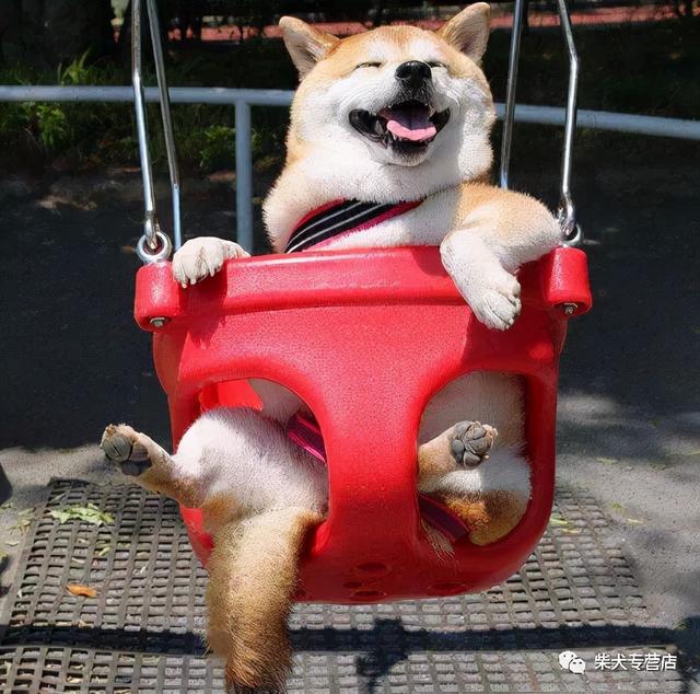 养小柴犬要注意什么（养柴犬需要注意的几点禁忌）(3)