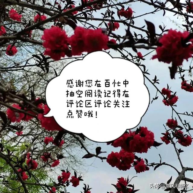 霜叶为什么红于二月花阅读理解（停车坐爱枫林晚）(4)