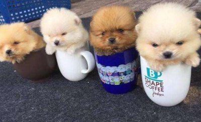 ​茶杯犬寿命（茶杯犬寿命介绍）