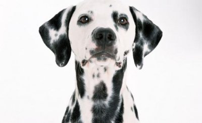 ​大麦町犬如何喂养？大麦町犬多少钱一条？