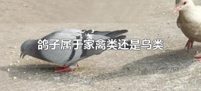 ​鸽子属于家禽类还是鸟类（鸽子是鸟类还是禽类）