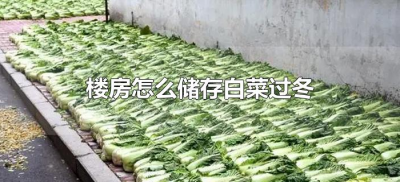 ​楼房怎么储存白菜过冬（楼房大白菜如何储存过冬）