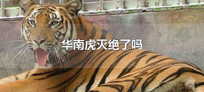 ​华南虎灭绝了吗（华南虎真的灭绝了吗）