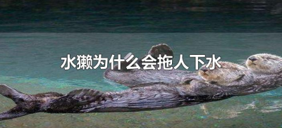 ​水獭为什么会拖人下水（水獭会不会拖人下水）
