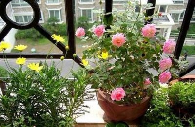 ​室内养花3宜3忌要切记