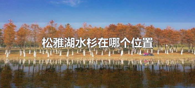 ​松雅湖水杉在哪个位置（松雅湖公园水杉树在什么位置）