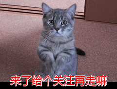 有哪些没有体臭的狗狗（这几种狗身上味道很大）(14)