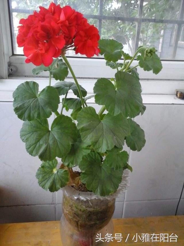 用塑料瓶自制吊兰花盆（剪开就是小花盆）(18)