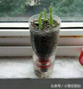 ​用塑料瓶自制吊兰花盆（剪开就是小花盆）