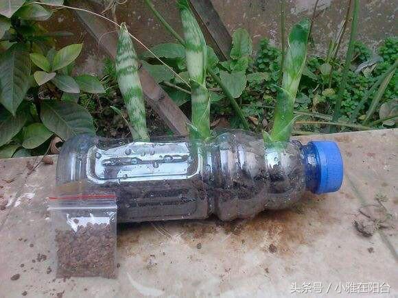 用塑料瓶自制吊兰花盆（剪开就是小花盆）(11)