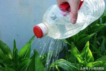 用塑料瓶自制吊兰花盆（剪开就是小花盆）(16)