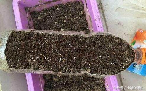 用塑料瓶自制吊兰花盆（剪开就是小花盆）(4)