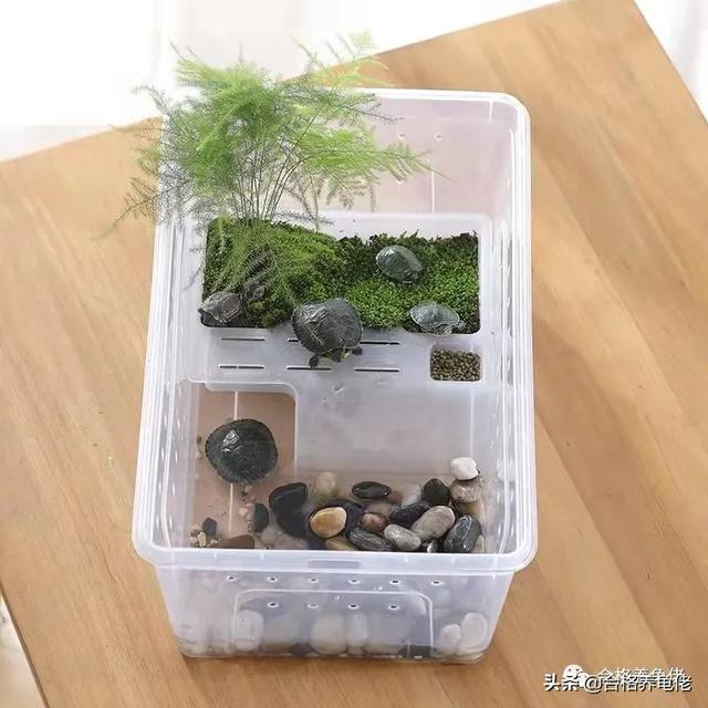 幼龟苗怎么养（养好小龟苗第二步）(4)