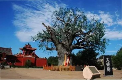 ​山西洪洞县大槐树在哪里（若问祖先何处来）