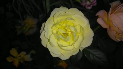 ​月季花品种大全图解及名称（有人种了38个品种）