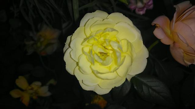 月季花品种大全图解及名称（有人种了38个品种）(1)