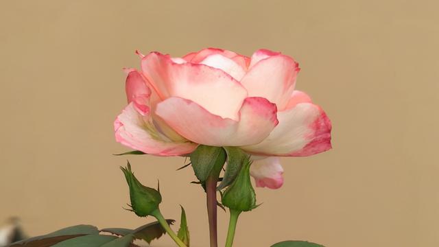 月季花品种大全图解及名称（有人种了38个品种）(2)