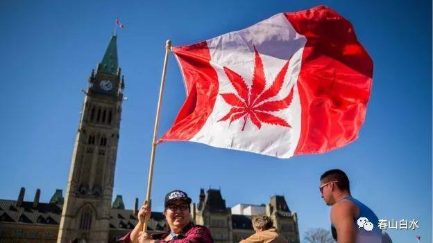 工业大麻和大麻怎么区分（大麻的争议和真相你知道吗）(8)