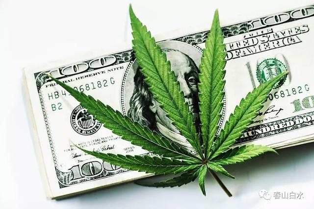 工业大麻和大麻怎么区分（大麻的争议和真相你知道吗）(5)