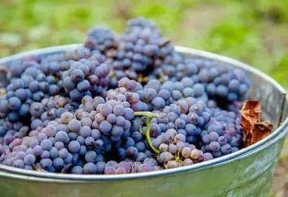品丽珠口感特点（品丽珠CabernetFranc）(8)