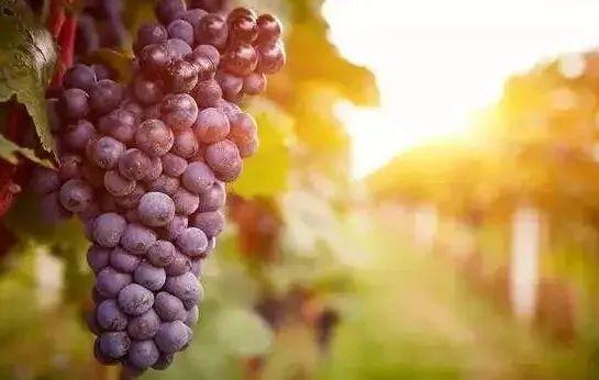 品丽珠口感特点（品丽珠CabernetFranc）(2)