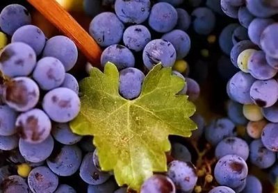 ​品丽珠口感特点（品丽珠CabernetFranc）