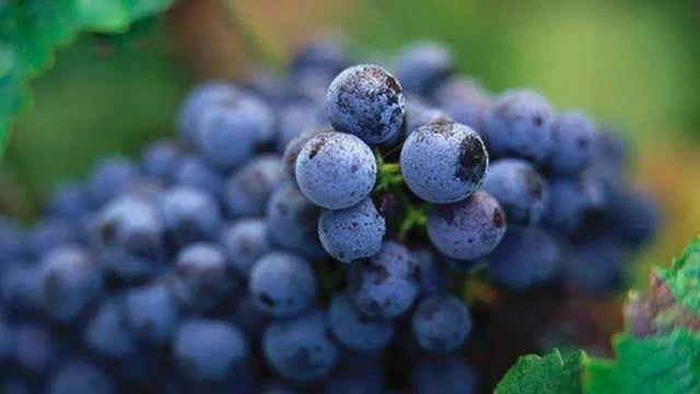 品丽珠口感特点（品丽珠CabernetFranc）(4)