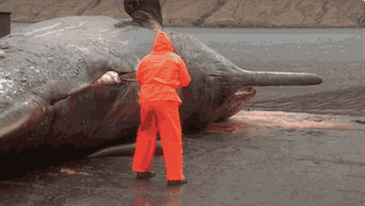 罕见抹香鲸搁浅英国海滩不幸死亡（搁浅象山的抹香鲸或已死亡）(18)