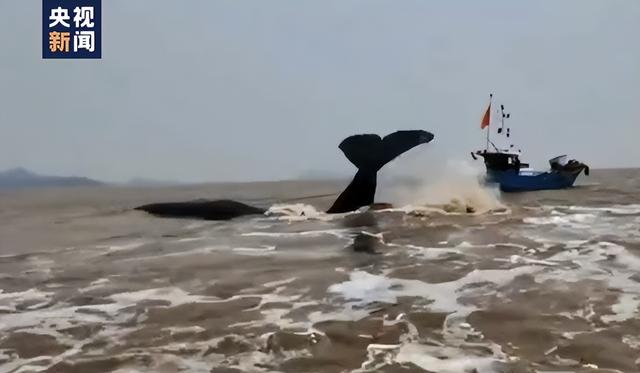 罕见抹香鲸搁浅英国海滩不幸死亡（搁浅象山的抹香鲸或已死亡）(4)
