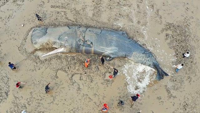 罕见抹香鲸搁浅英国海滩不幸死亡（搁浅象山的抹香鲸或已死亡）(8)