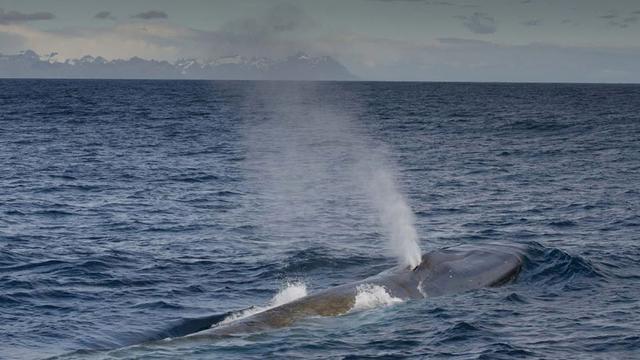 罕见抹香鲸搁浅英国海滩不幸死亡（搁浅象山的抹香鲸或已死亡）(7)